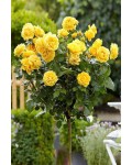 Троянда поліантова, рабатова (жовта) ШТАМБ | Rose polyanthus, discount (yellow) SHTAMB | Роза полиантовая, рабатовая (желтая) ШТАМБ